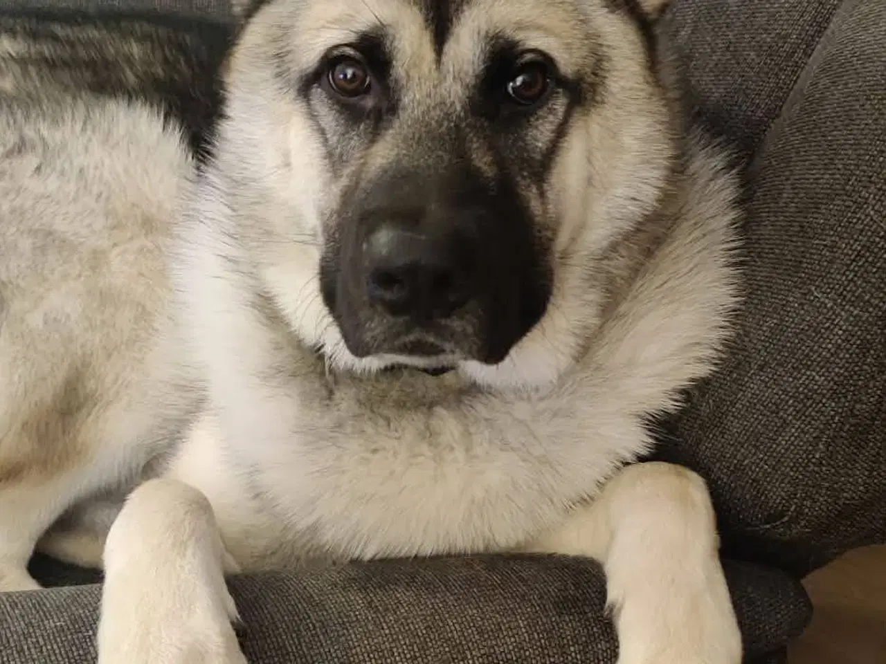 Billede 16 - Hund søger ny hjem 