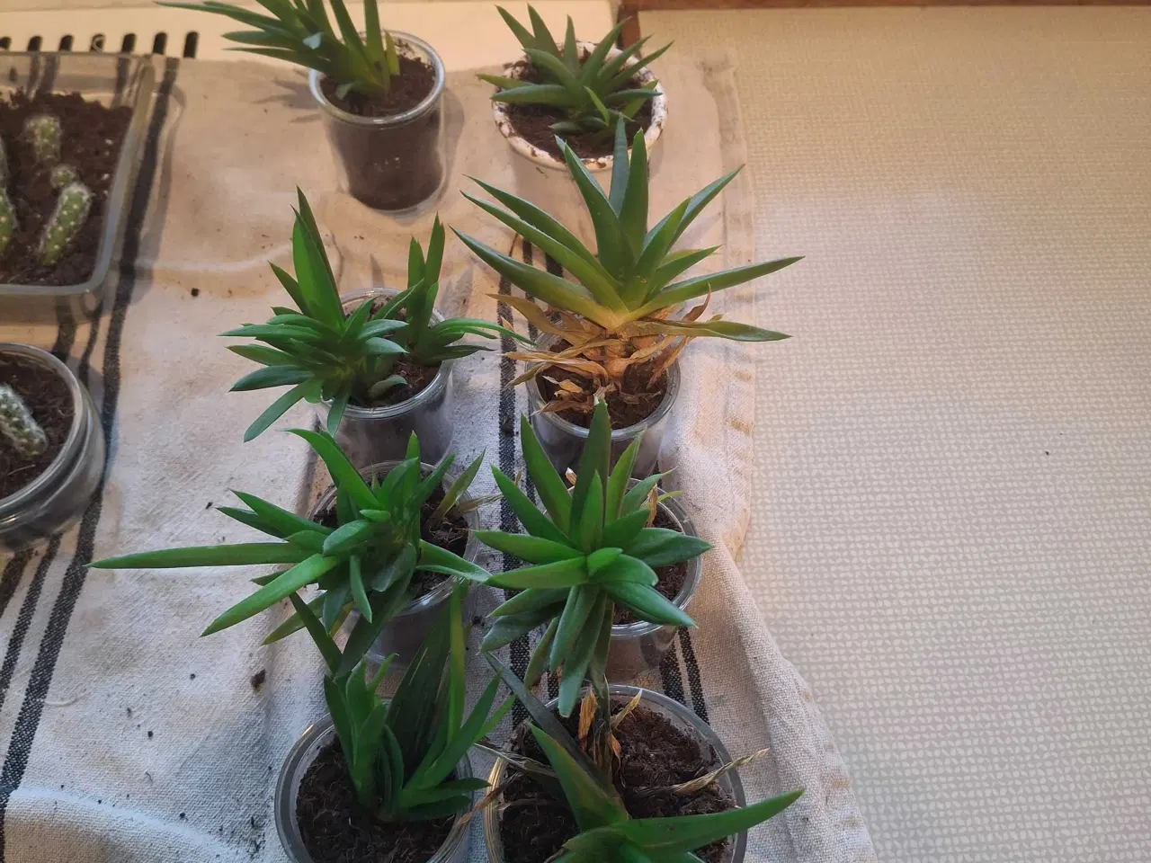 Billede 5 - Baby-planter klar til nye vindueskarme