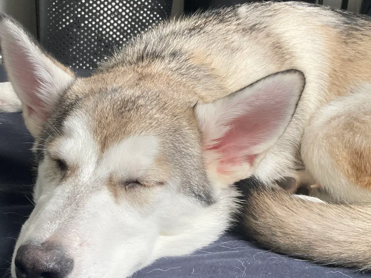 Billede 3 - Nova (Schæfer/Husky)