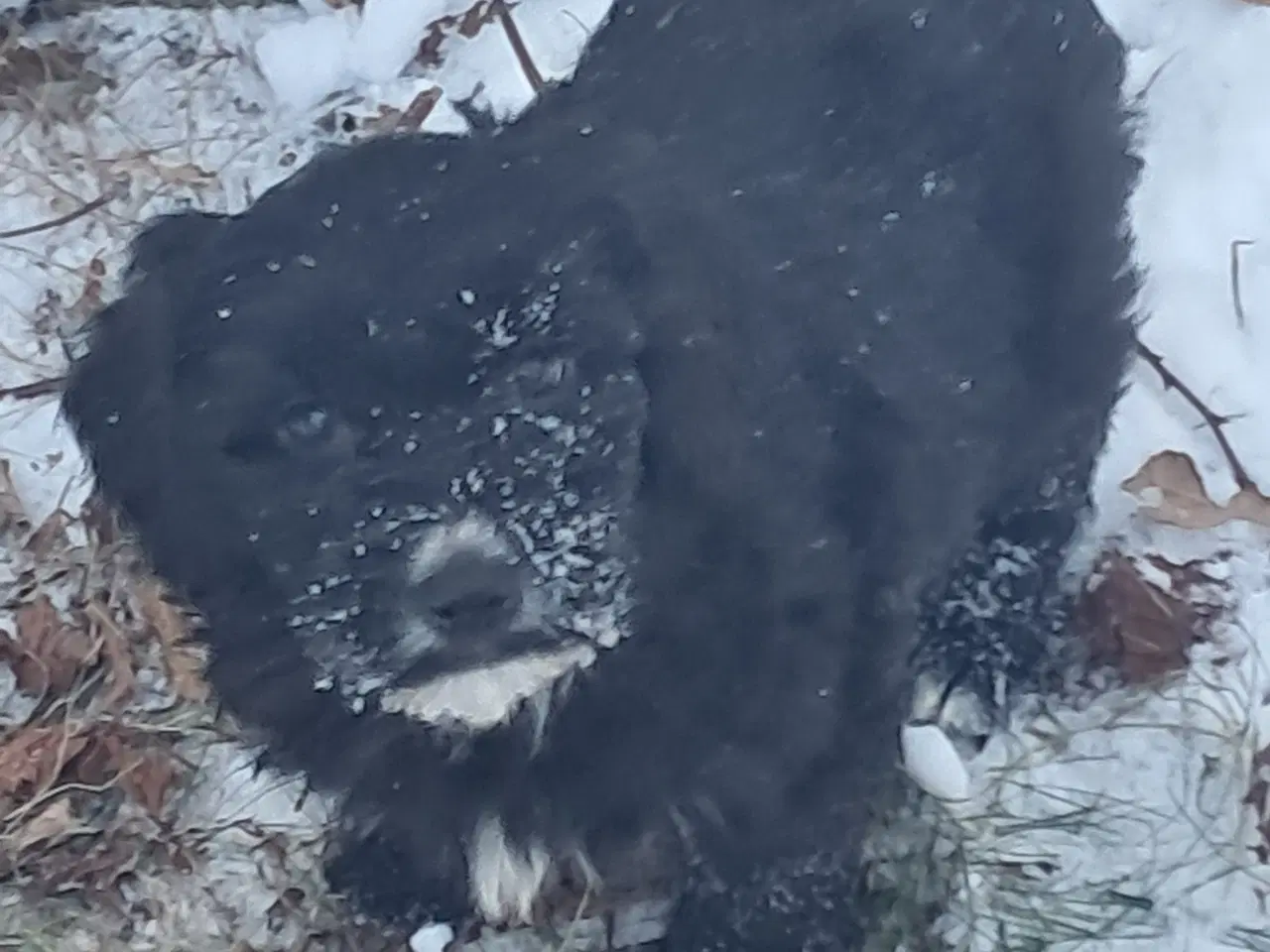 Billede 9 - De sødeste skønneste blandingshvalpe