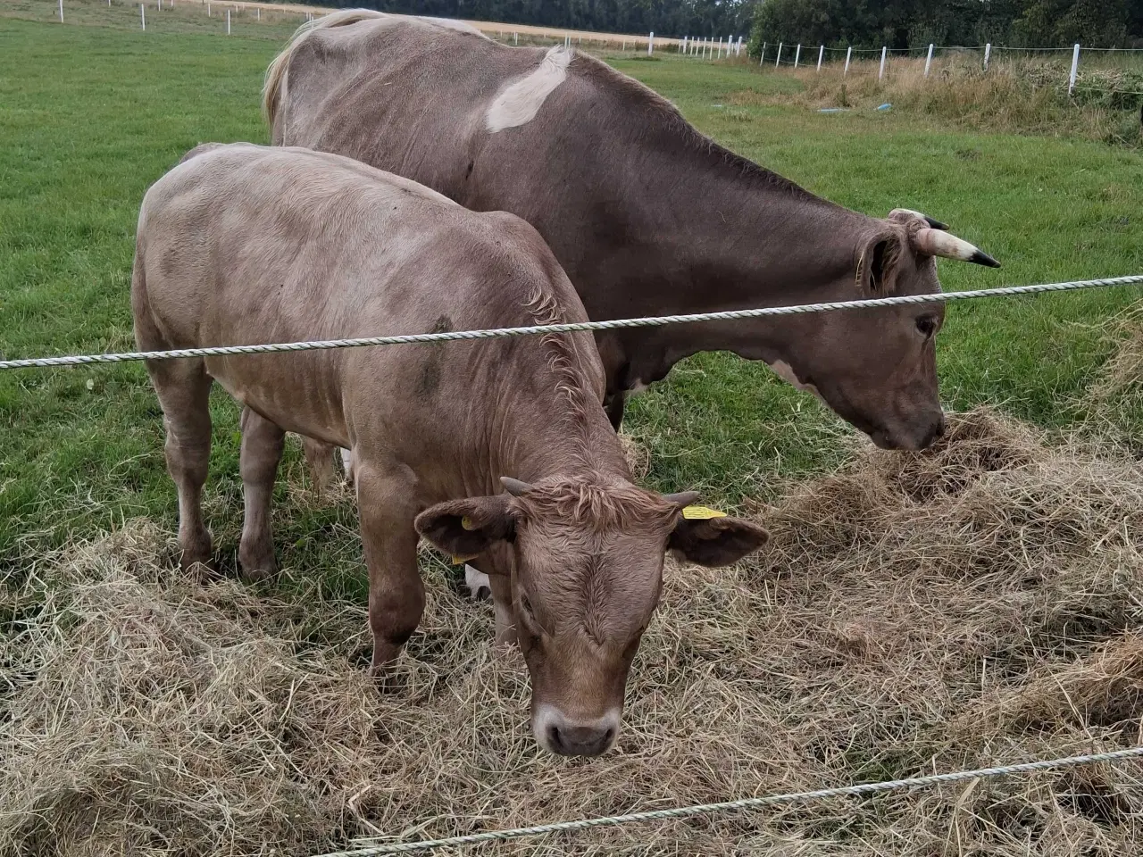 Billede 4 - Charolais kryds 