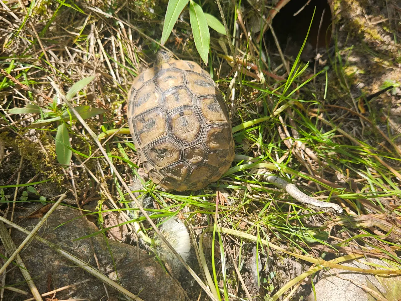 Billede 2 - 2 græske landskildpadder 