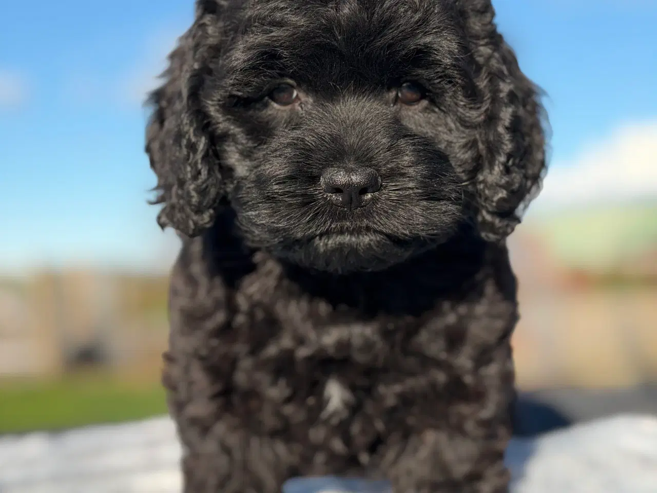 Billede 6 - Amerikanske Cockapoo Piger