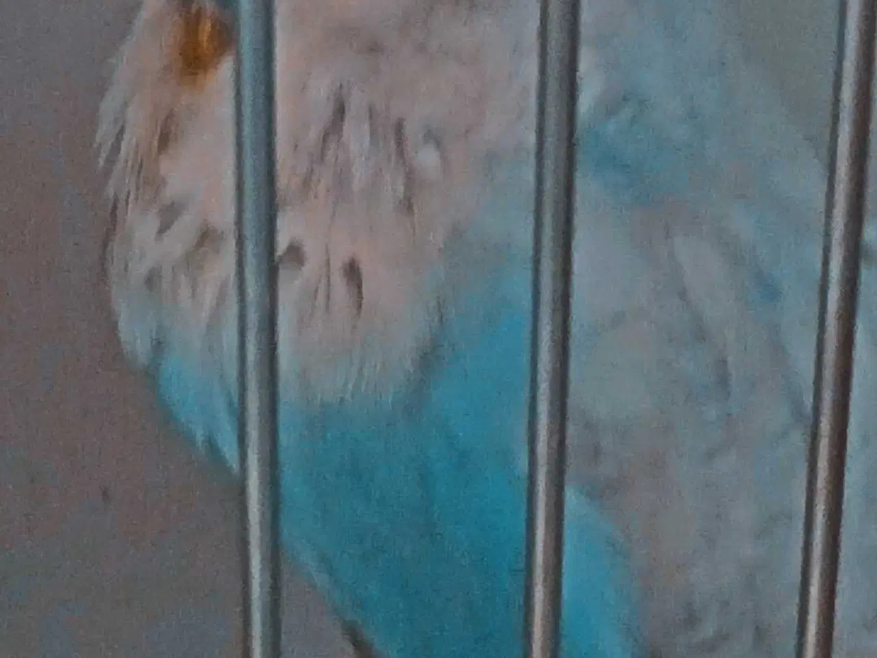 Billede 11 - Fin engelsk undulat han