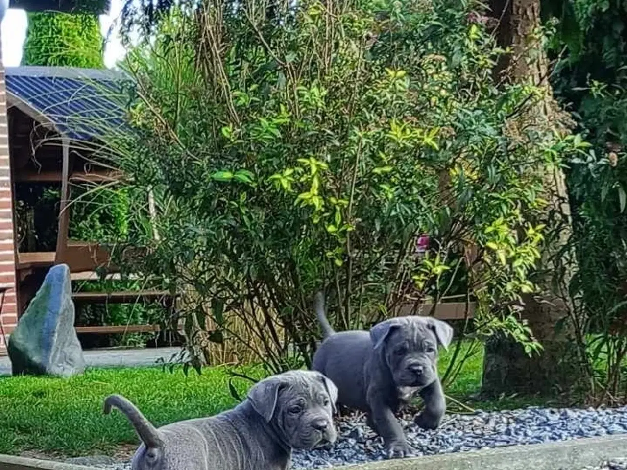 Billede 7 - Cane Corso Italiano hvalp 