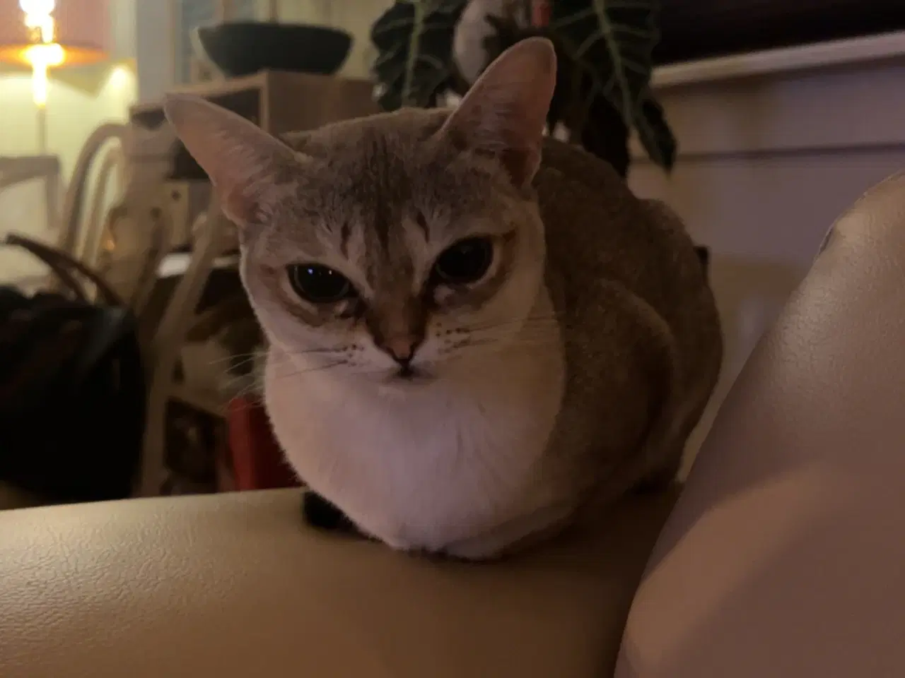 Billede 6 - Singapura