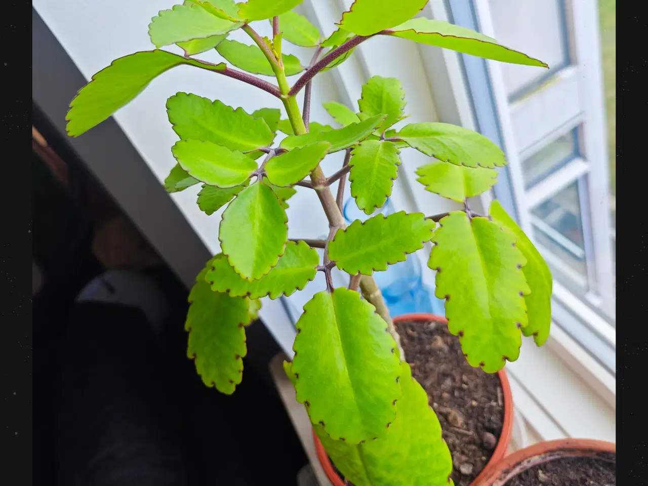 Billede 14 - Sukkulenter og Kaktusser (hjemmeprojekt)