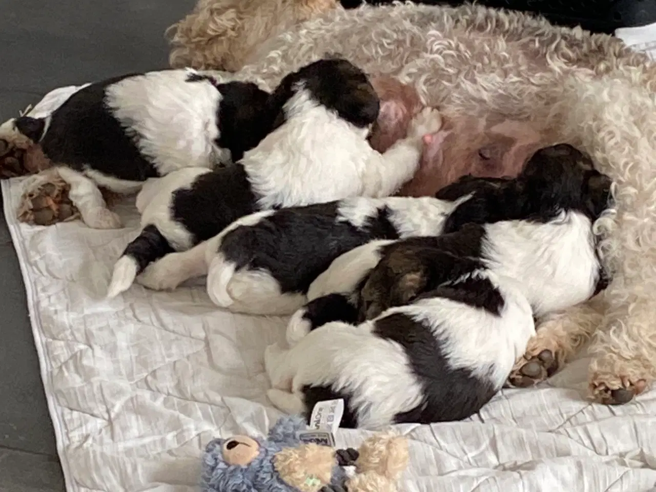 Billede 2 - Ruhåret FOX terrier 
