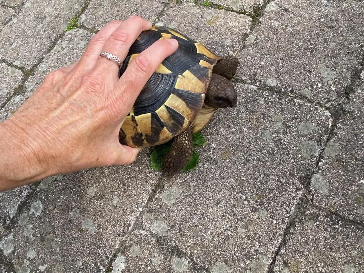 Billede 1 - Græsk landskildpadde 