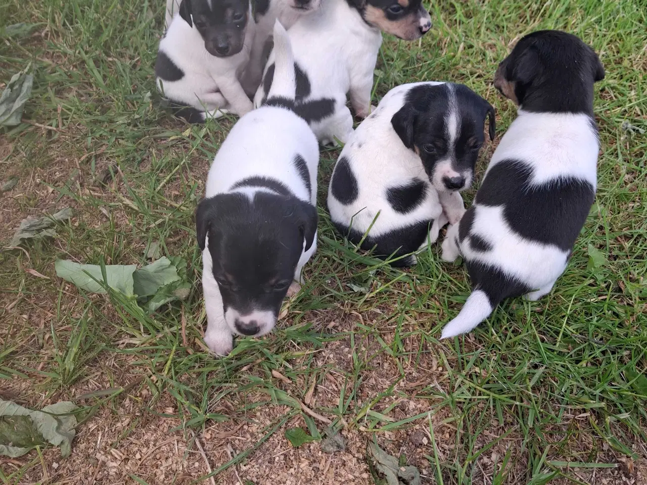 Billede 11 - Dansk svensk gårdhund (hundehvalpe)