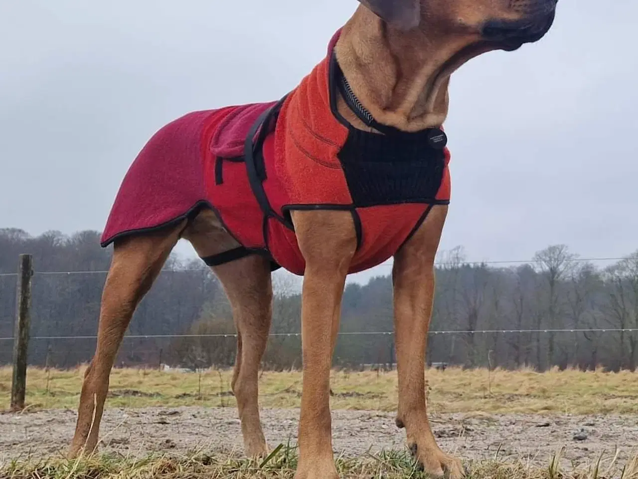 Billede 5 - Rhodesian Ridgeback hvalpe 