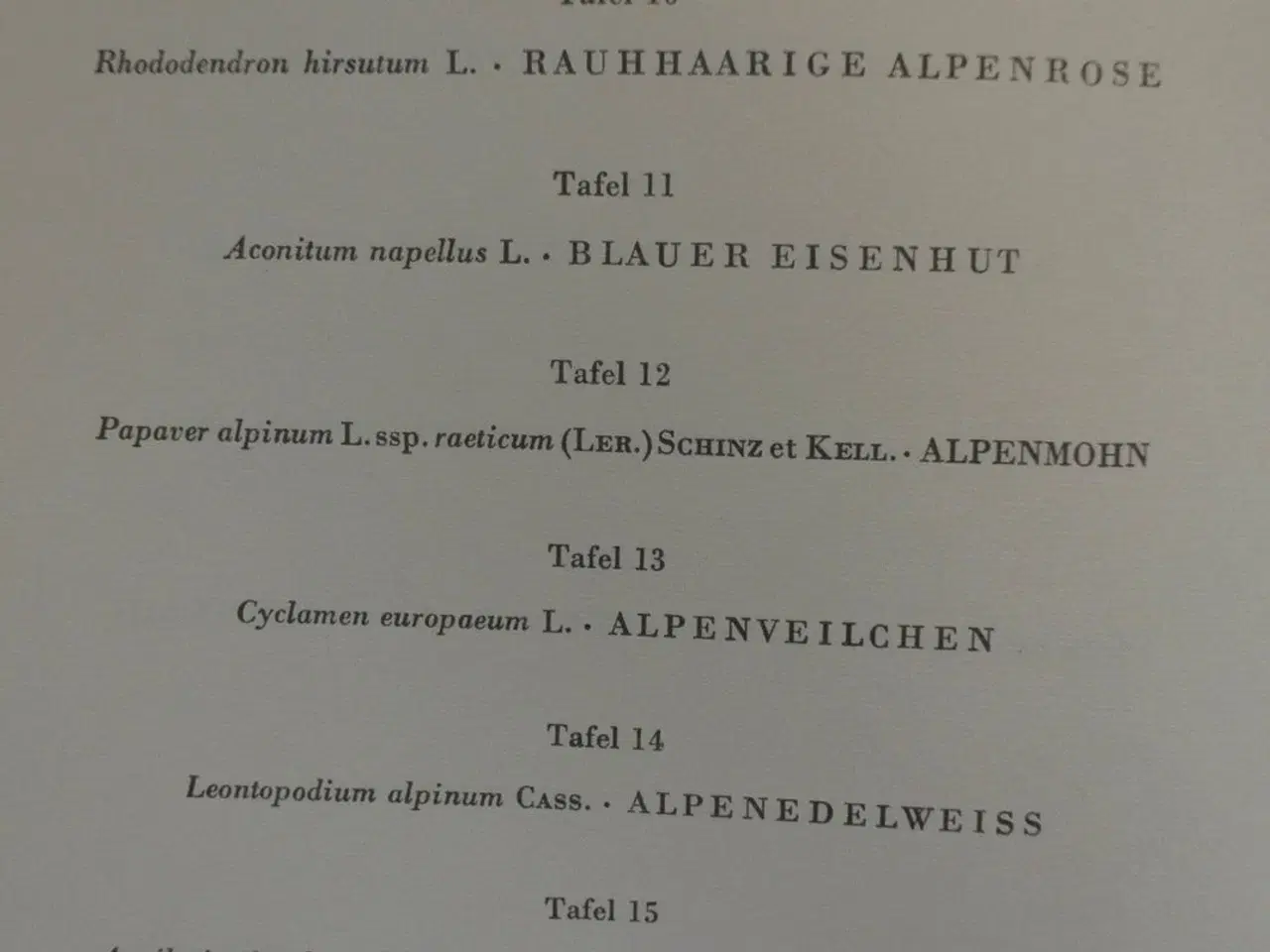 Billede 3 - liebenswertes meisenvolk + blütenwunder in den alp