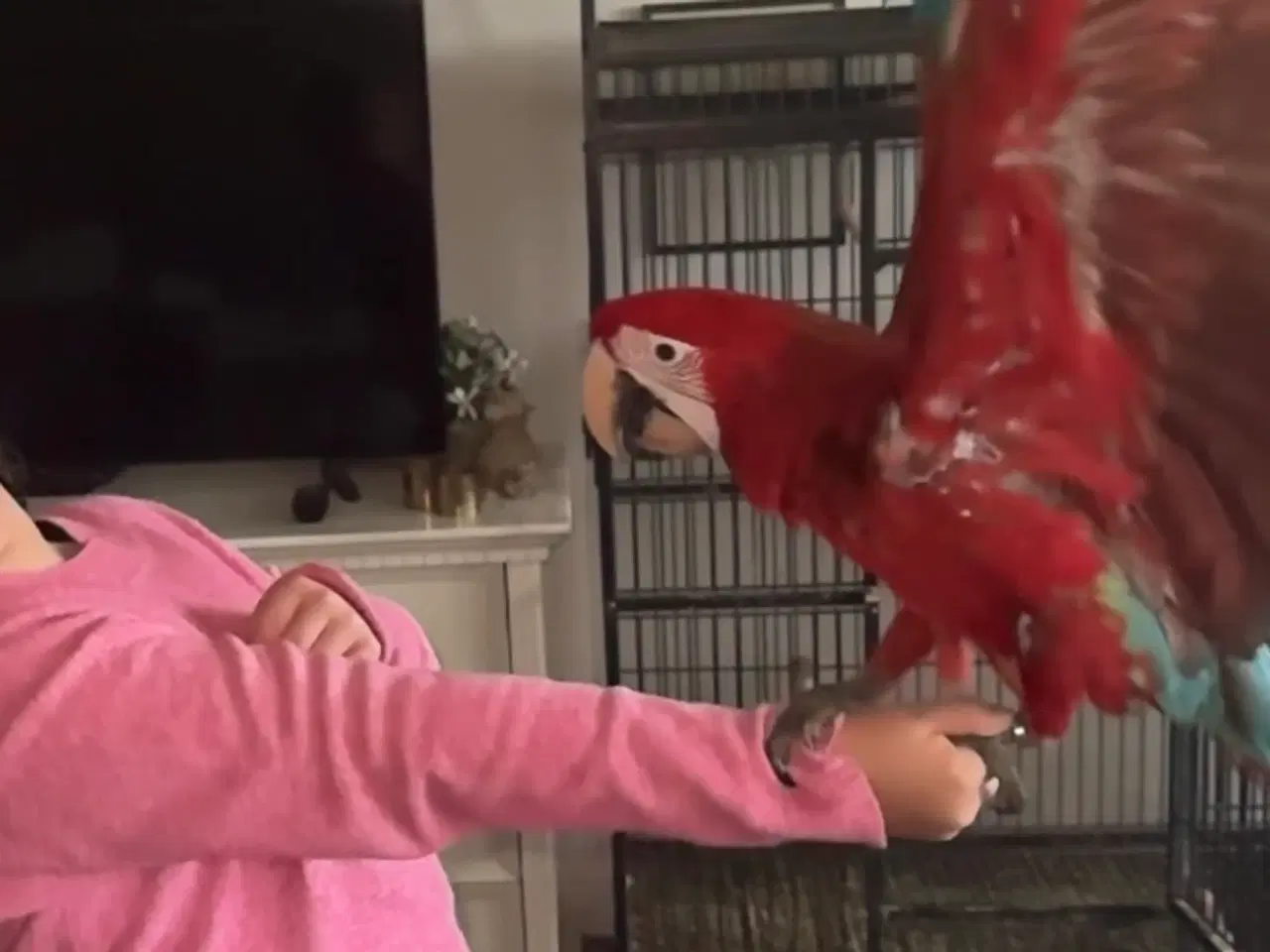 Billede 2 - Mørkerød ara