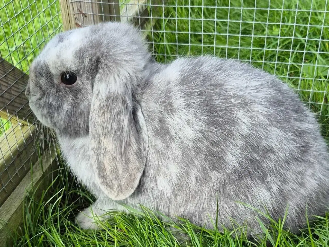 Billede 1 - Super flot ægte Minilop hun