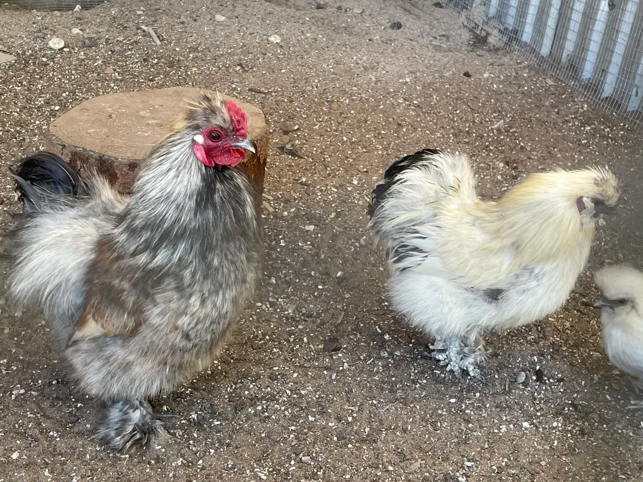 Billede 1 - Silkehaner