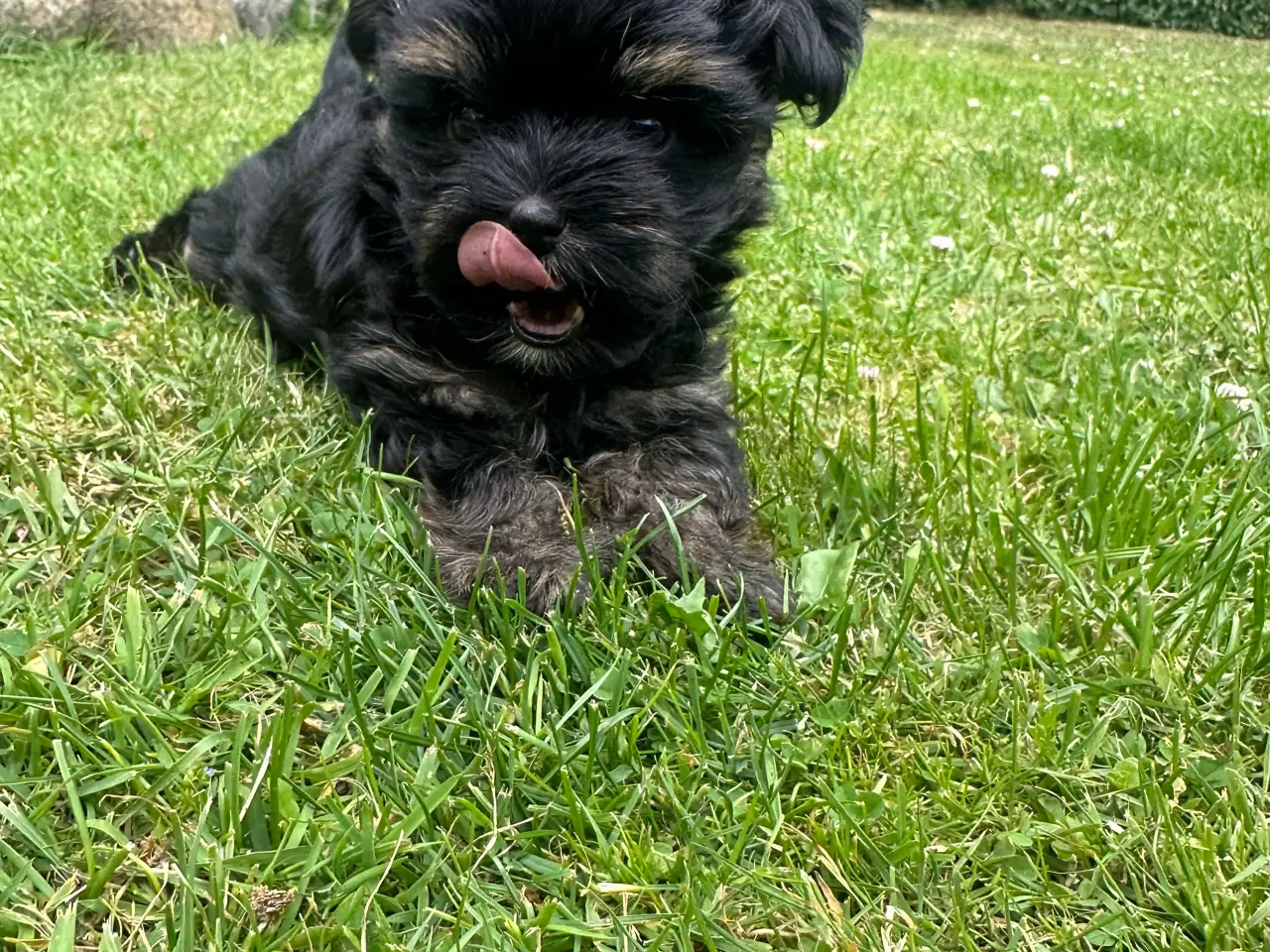 Billede 2 - Yorkshire terrier mini 