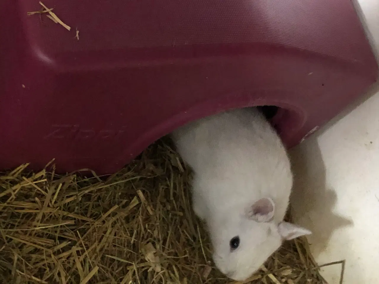 Billede 5 - Kaninunger hermelin og mini lop