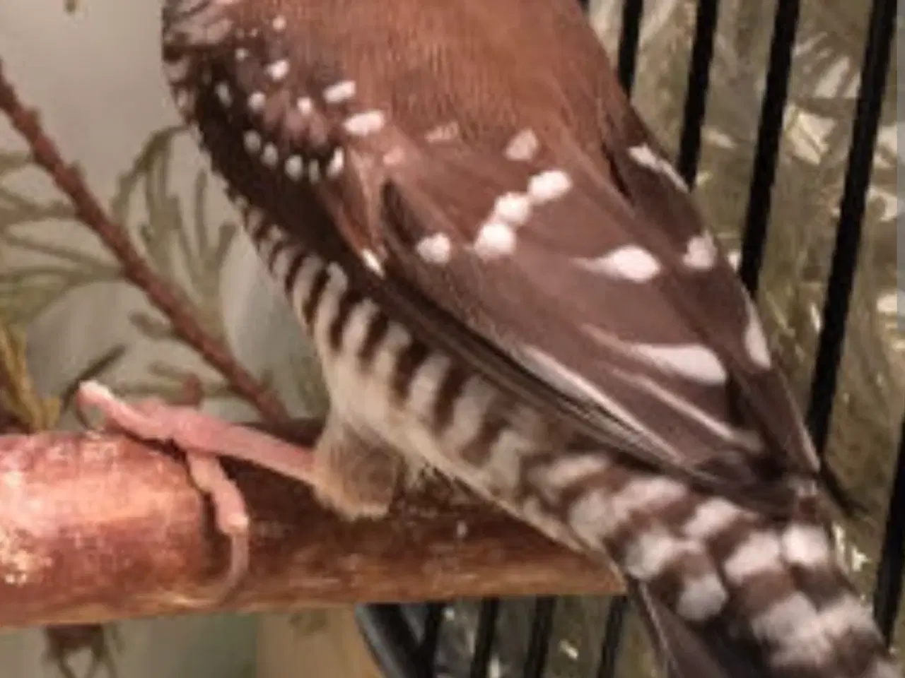 Billede 1 - Søger ceres astrild han 