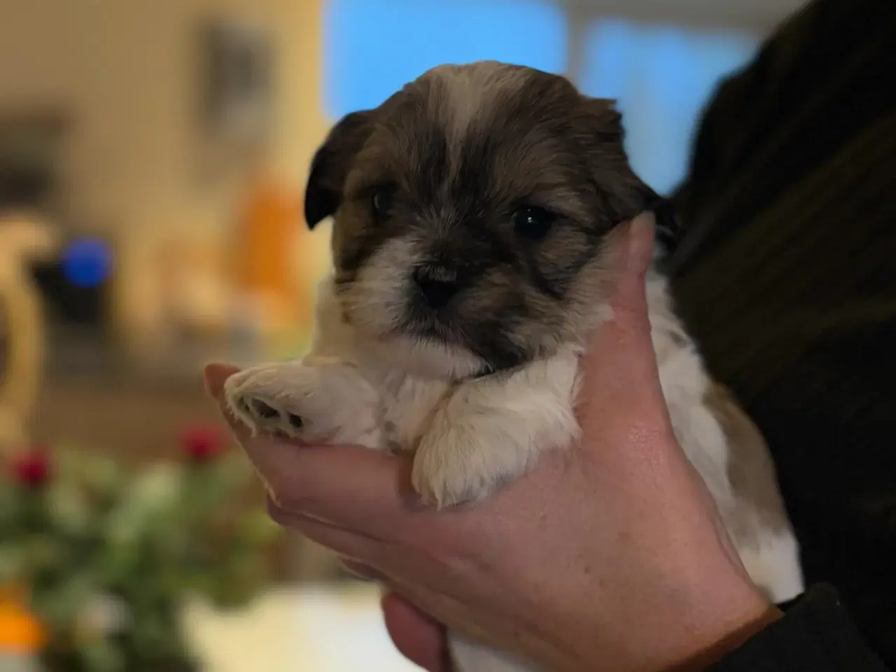 Billede 6 - Shih Tzu hvalpe 