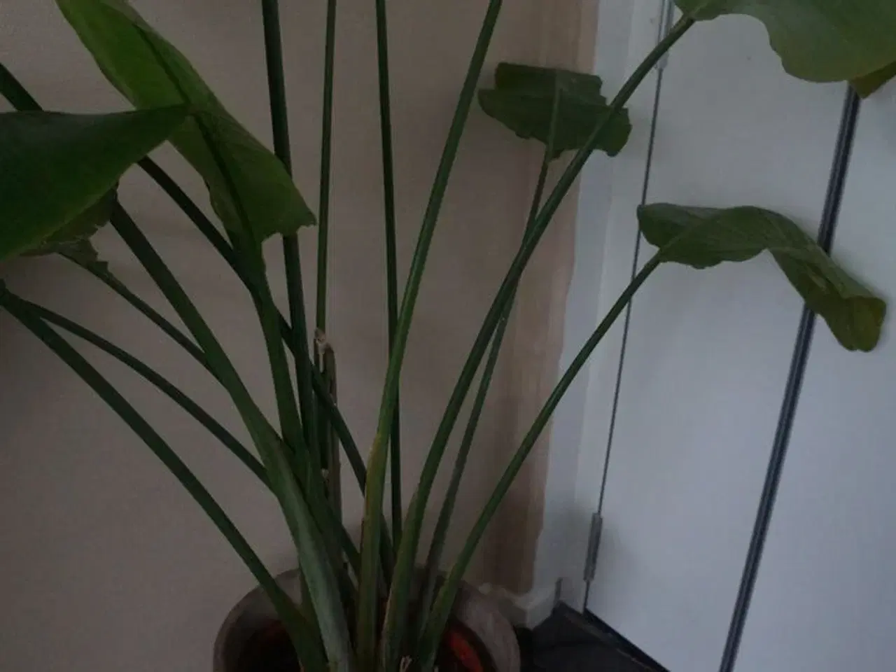 Billede 3 - Stueplante