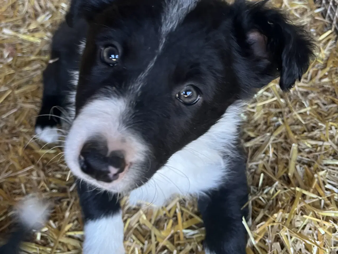 Billede 2 - Border Collie hvalpe søger deres nye familie