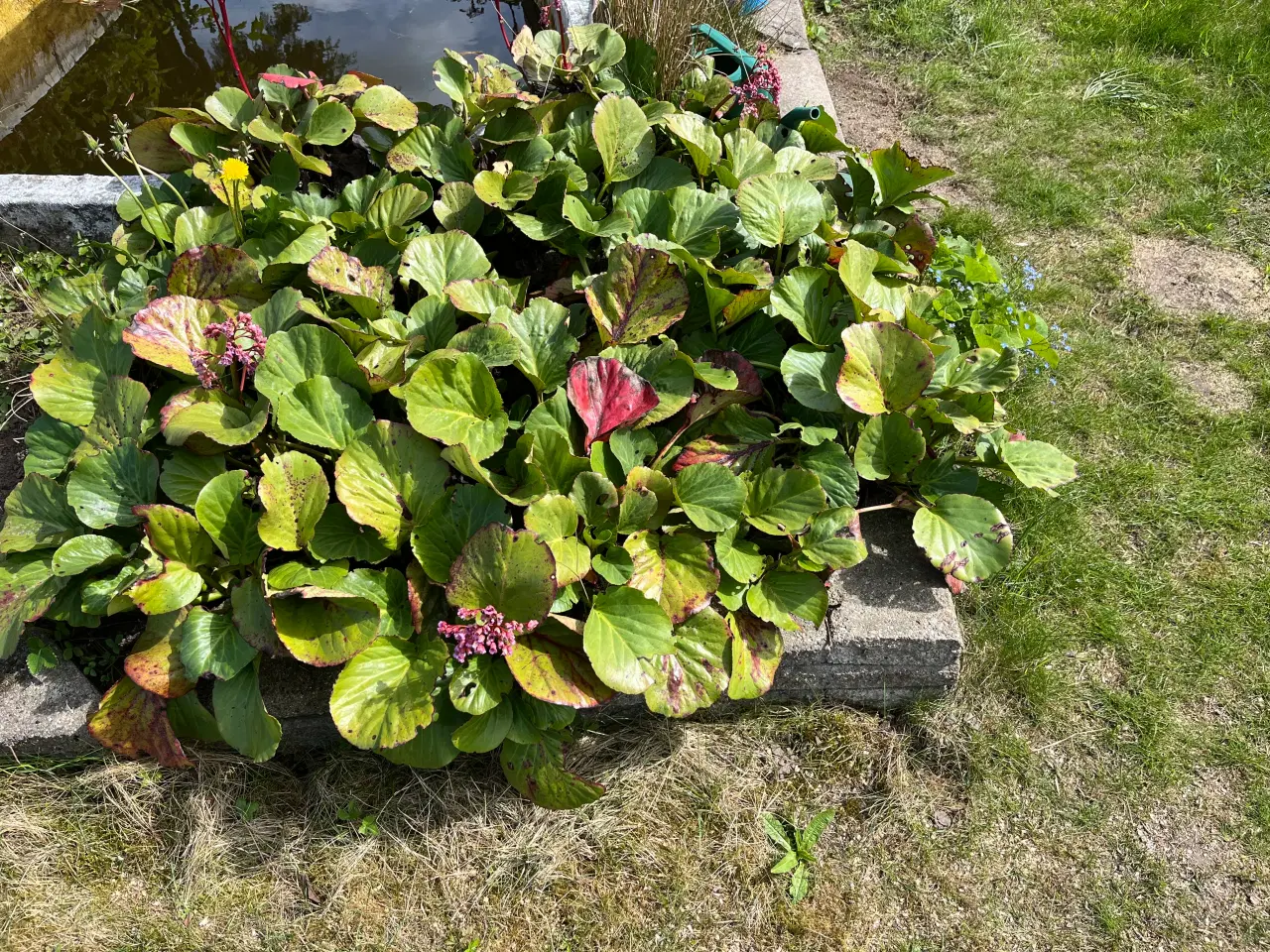 Billede 1 - Stenbræk planter