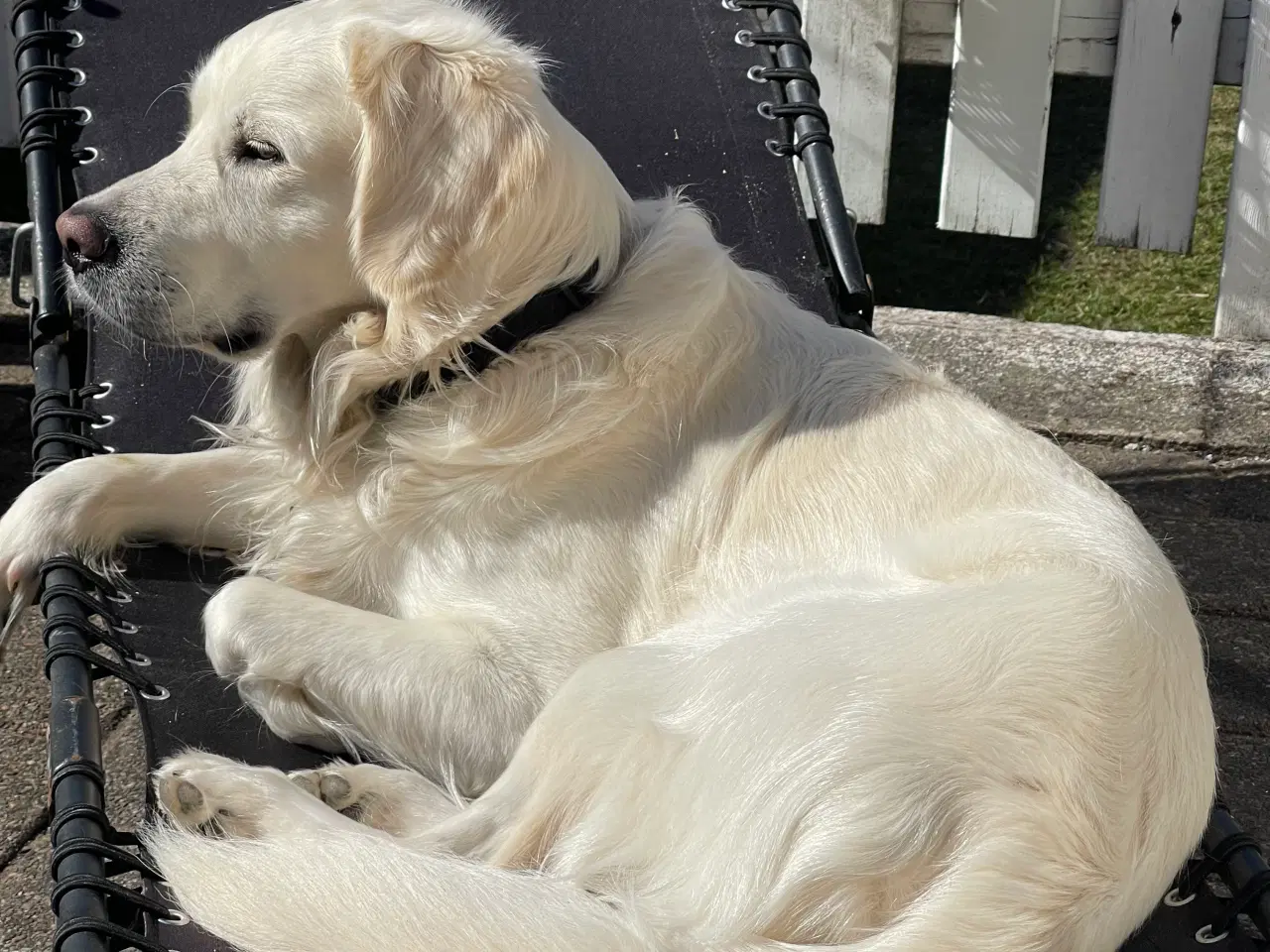 Billede 12 - Goldendoodle 