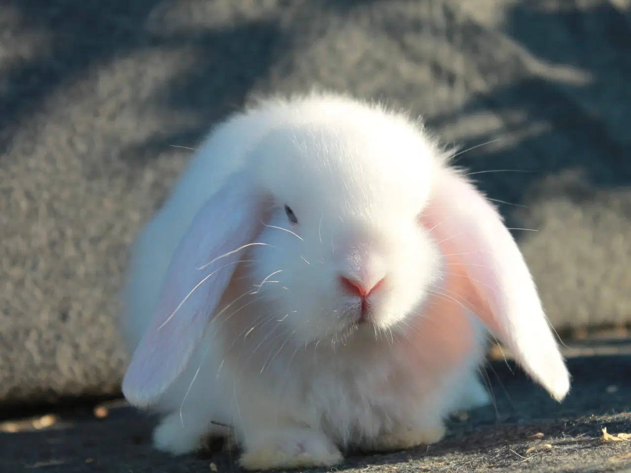 Billede 3 - Dværgvædder/mini lop satin 