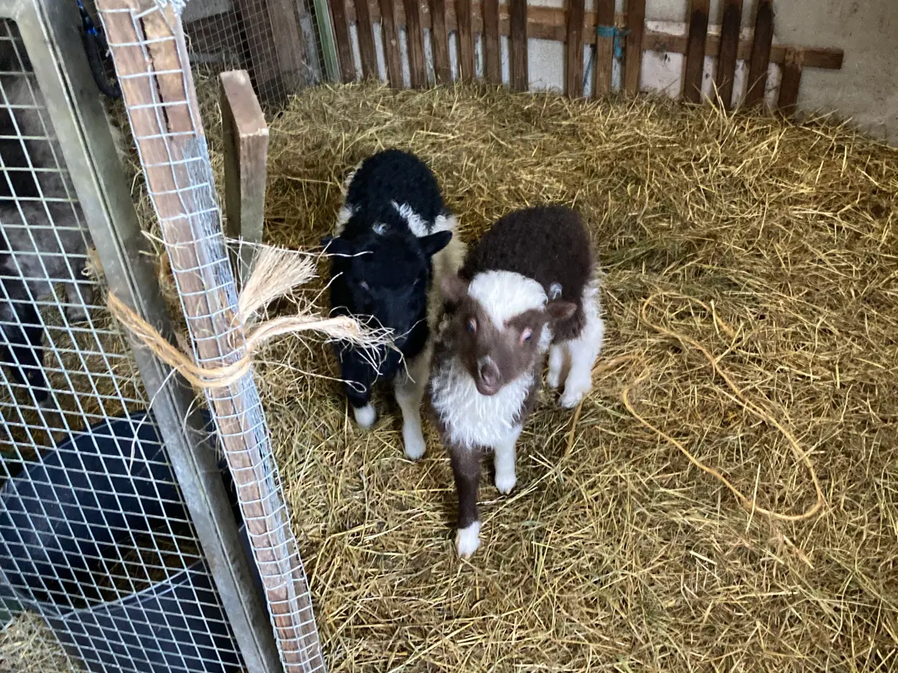 Billede 6 - 4 Gimmer lam spælsau 