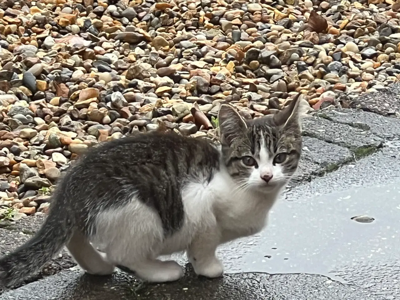 Billede 2 - Salgsklare killinger