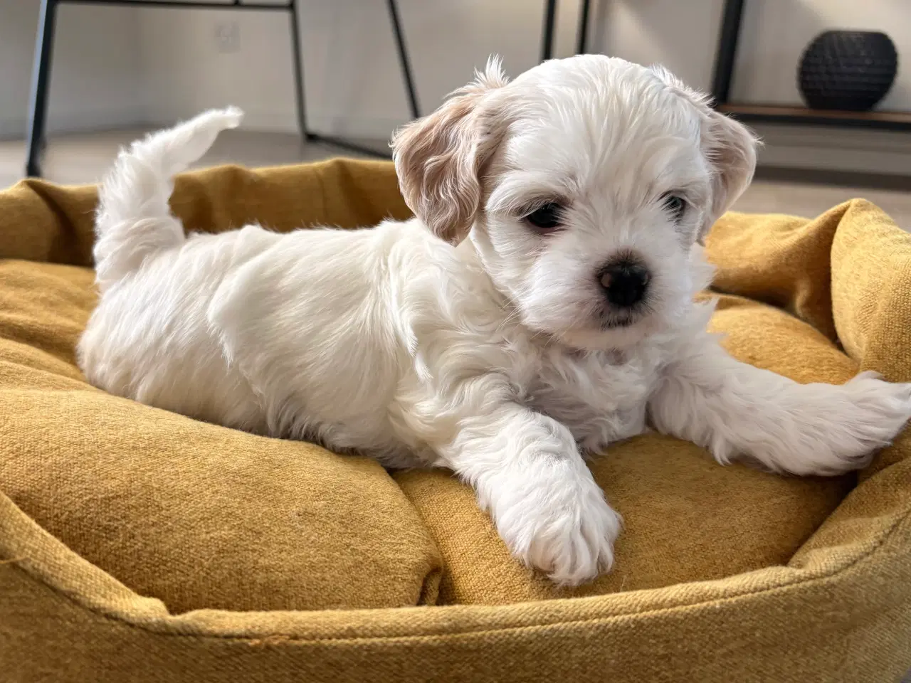 Billede 2 - Havashu-hvalp (Bichon Havanais og Shih Tzu)