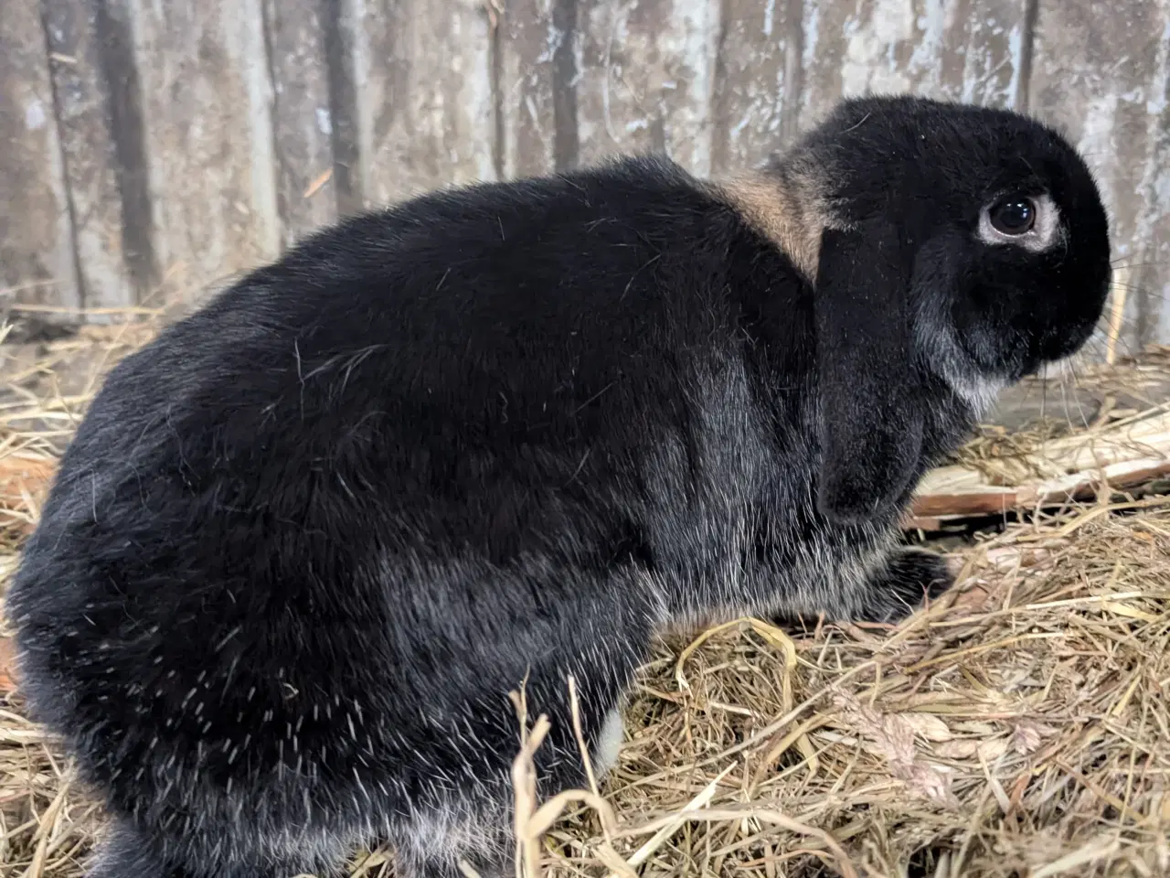 Billede 5 - Kaniner mini lop