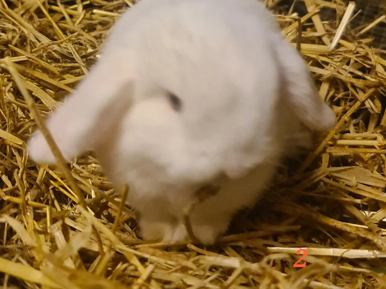 Billede 9 - Kaninunger Mini Lop 