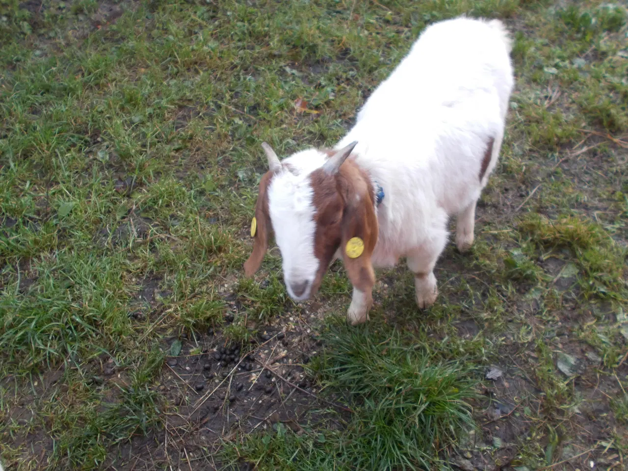 Billede 3 - boergeder