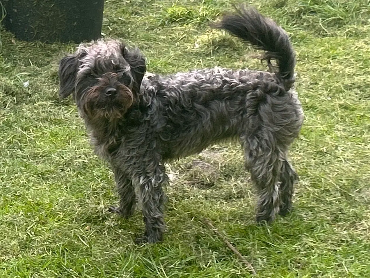 Billede 1 - Skøn jackapoo (jackrussel-dværgpuddel) tæve