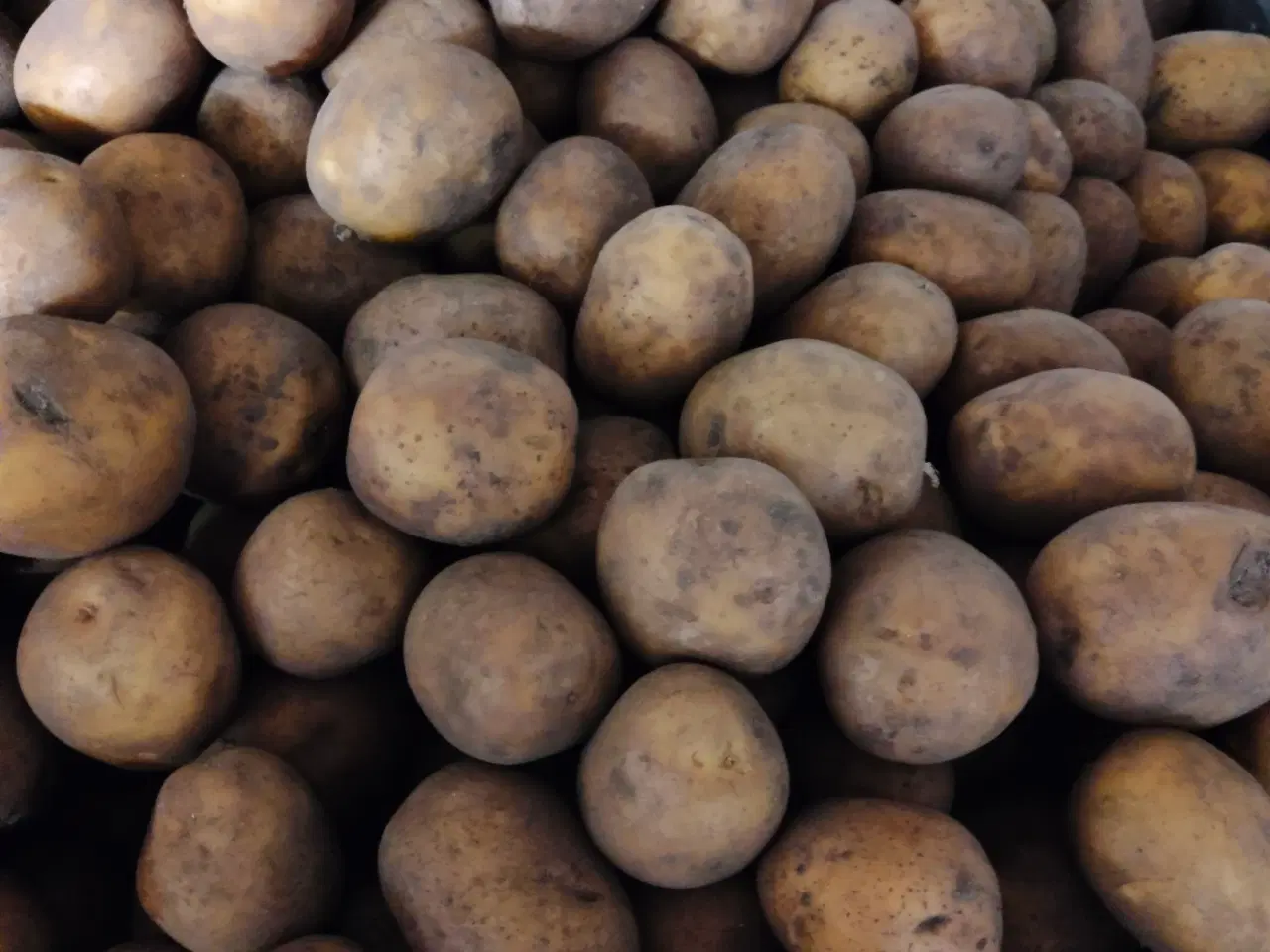 Billede 1 - Solist spise- og læggekartofler
