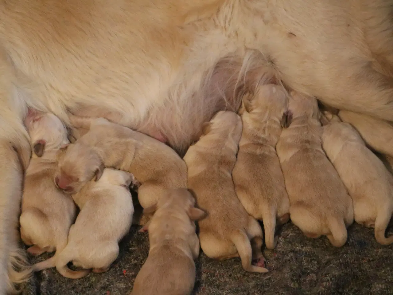 Billede 6 - Verdens smukkeste Golden Retriever hvalpe