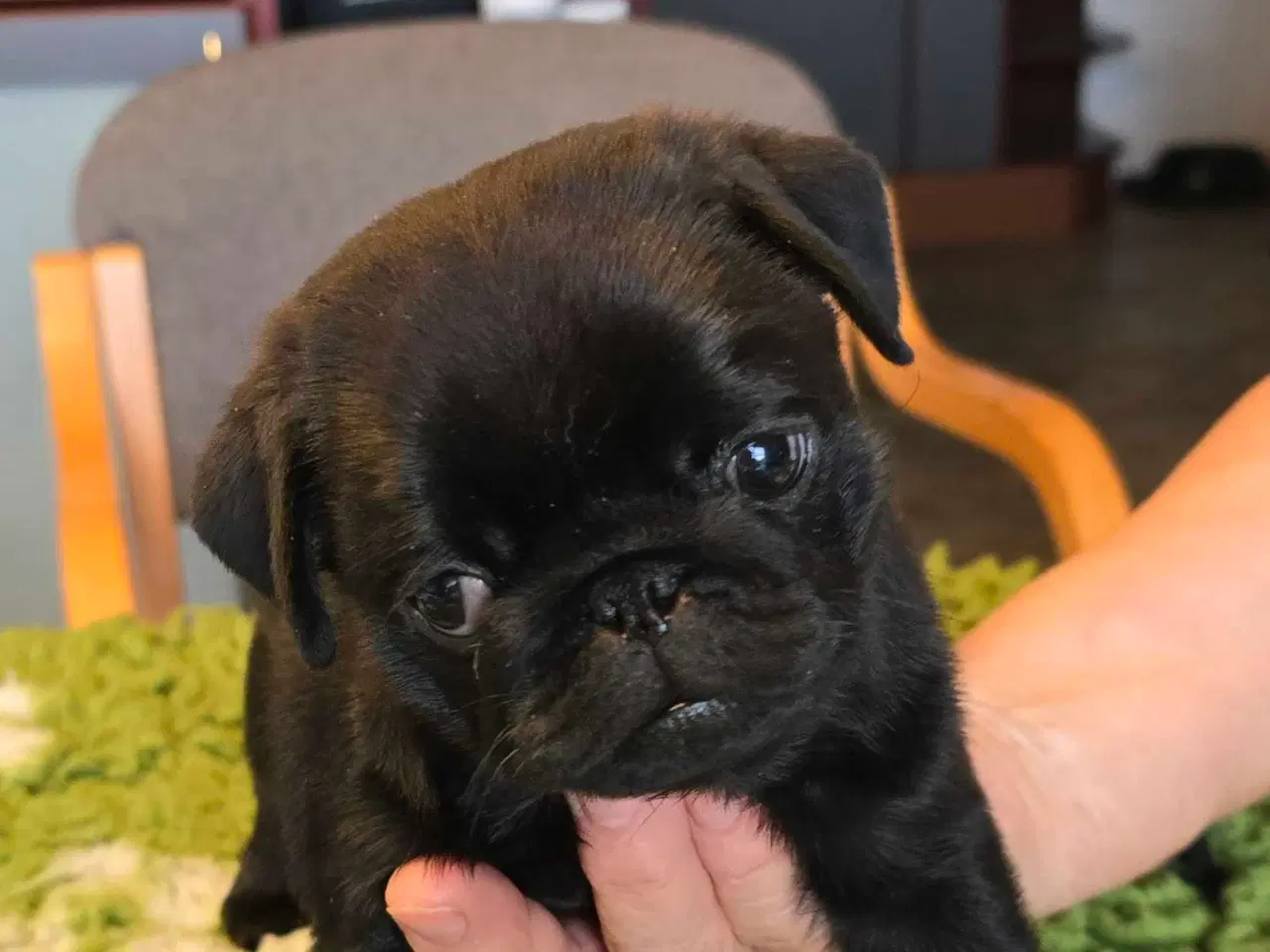Billede 3 - Mops