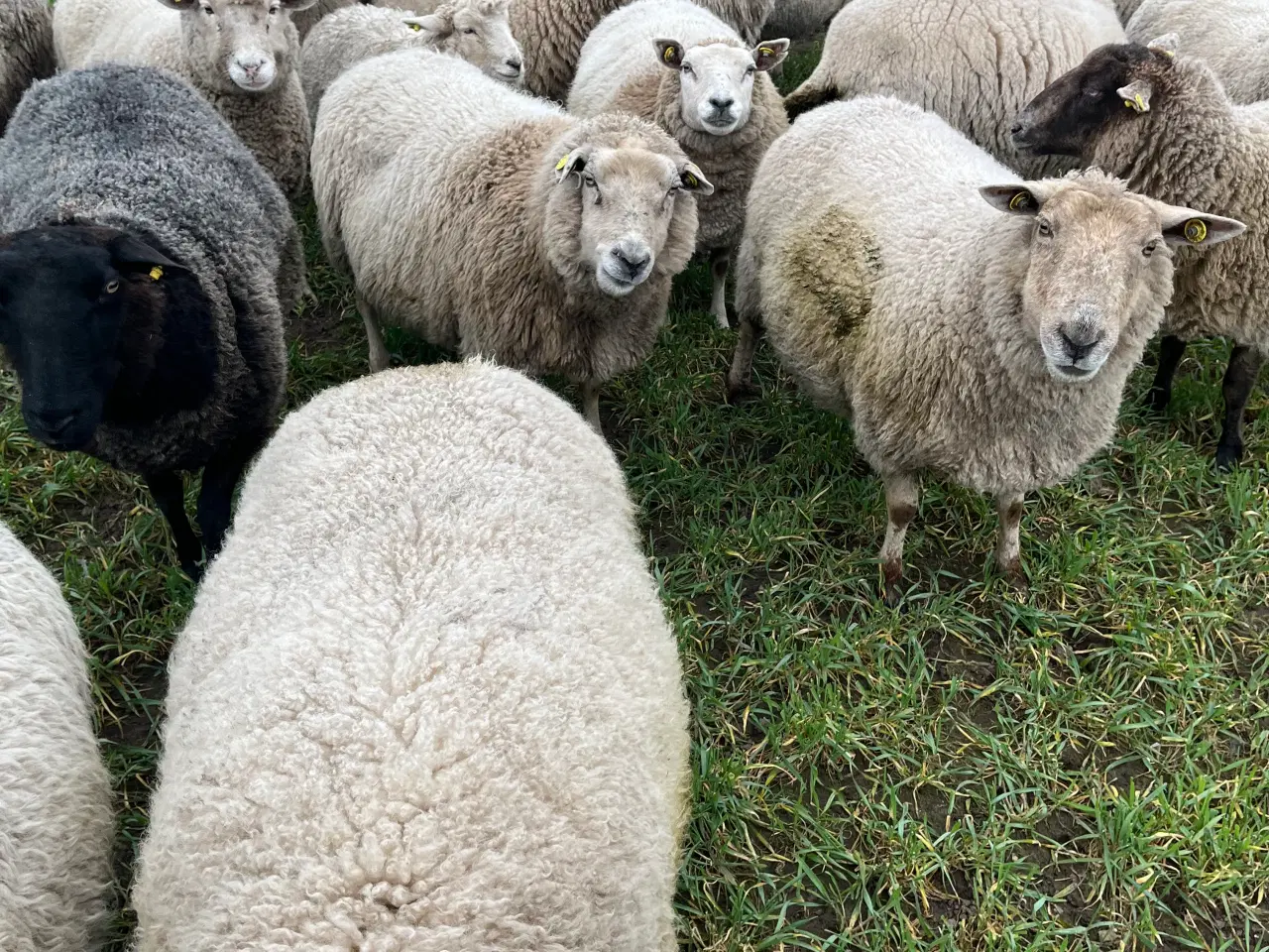 Billede 2 - Får sælges