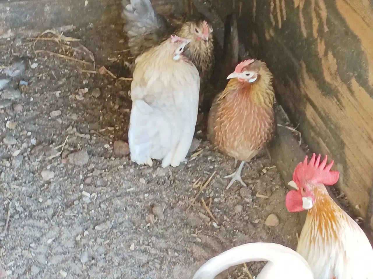 Billede 5 - Hollandske dværg høns og haner 