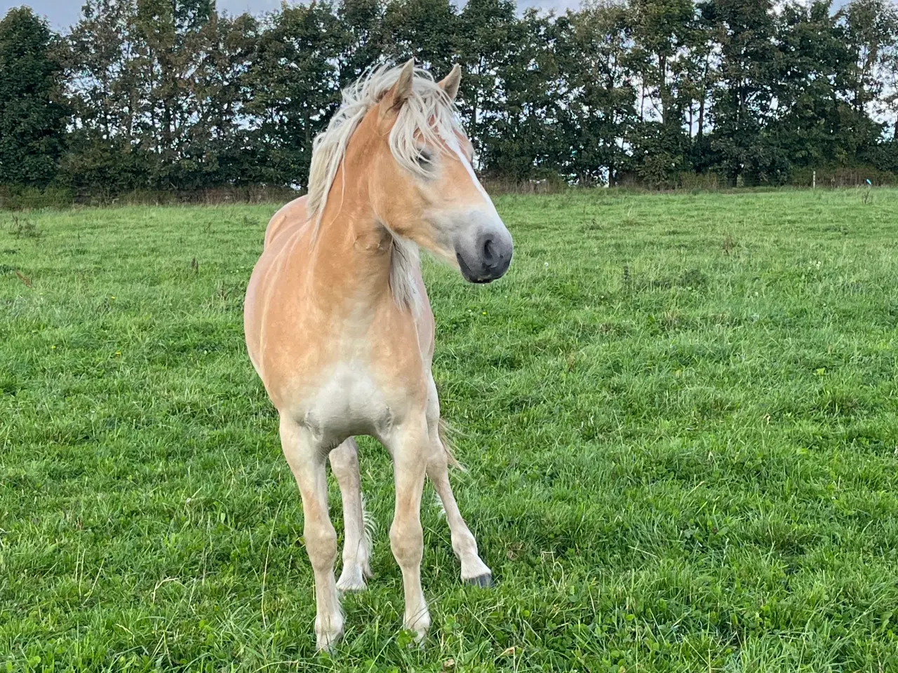 Billede 2 - Utrolig smuk 1 års haflinger hoppe. 