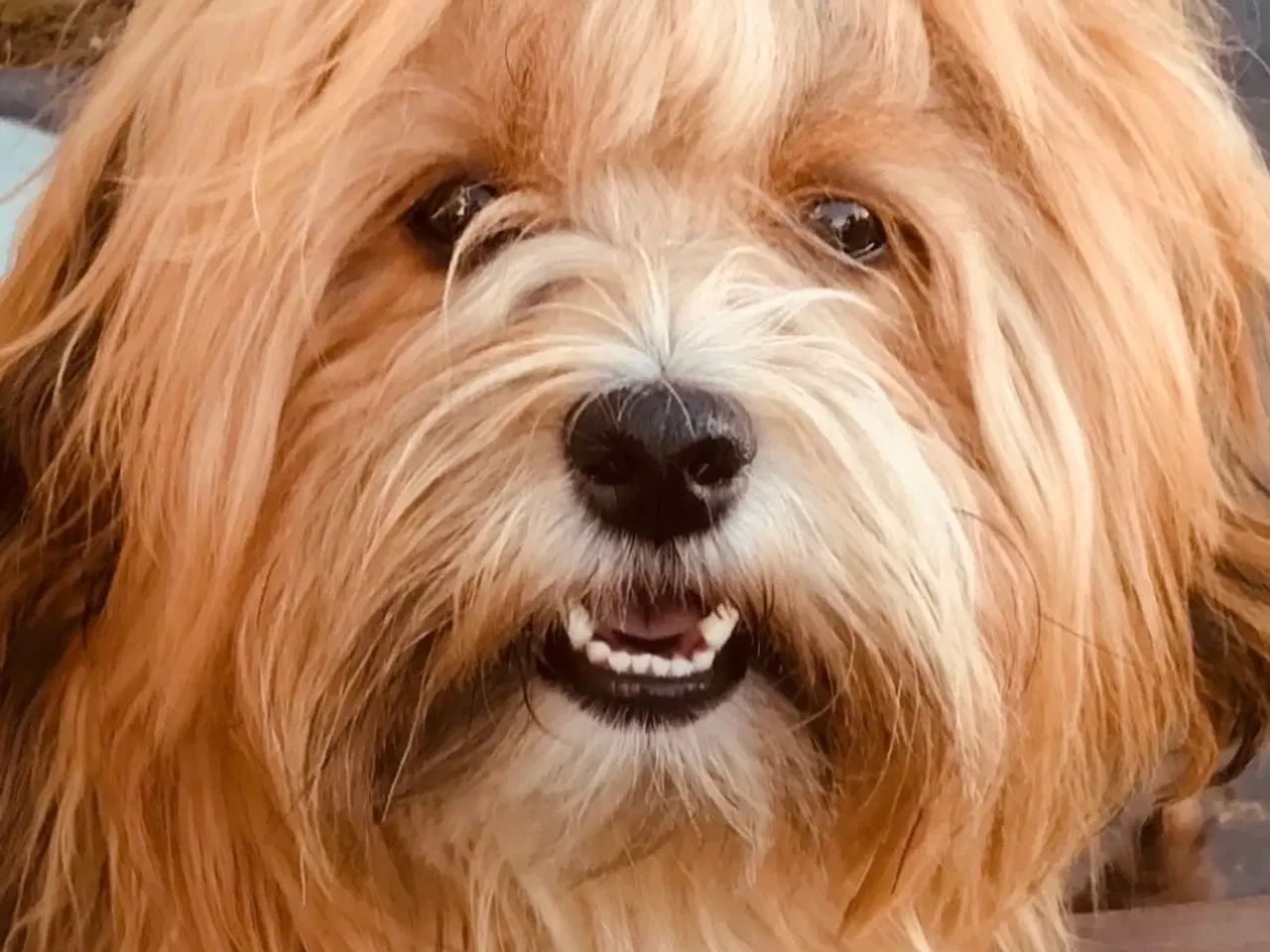 Billede 3 - Bichon havanais hvalp