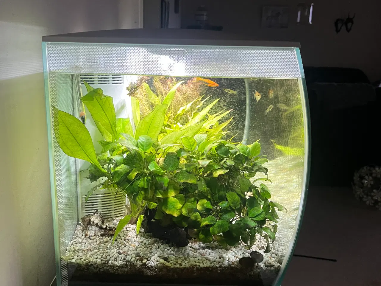 Billede 2 - Fluval 123 ltr. Akvarium