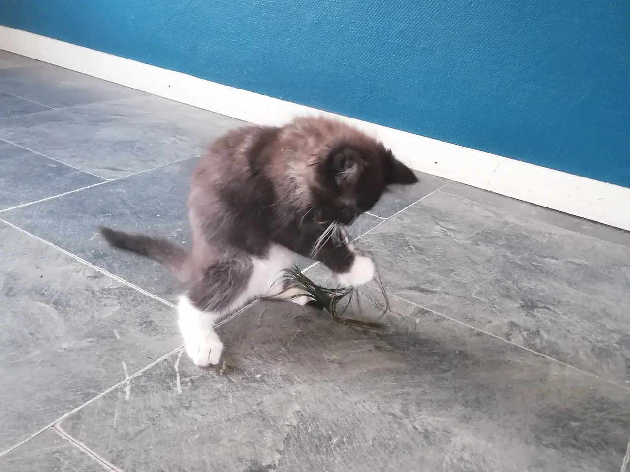 Billede 3 - Main coon blending