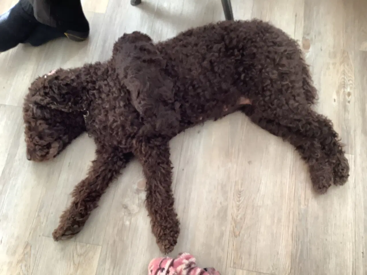 Billede 8 - Hundehvalp Cockerpoo 5 uger 