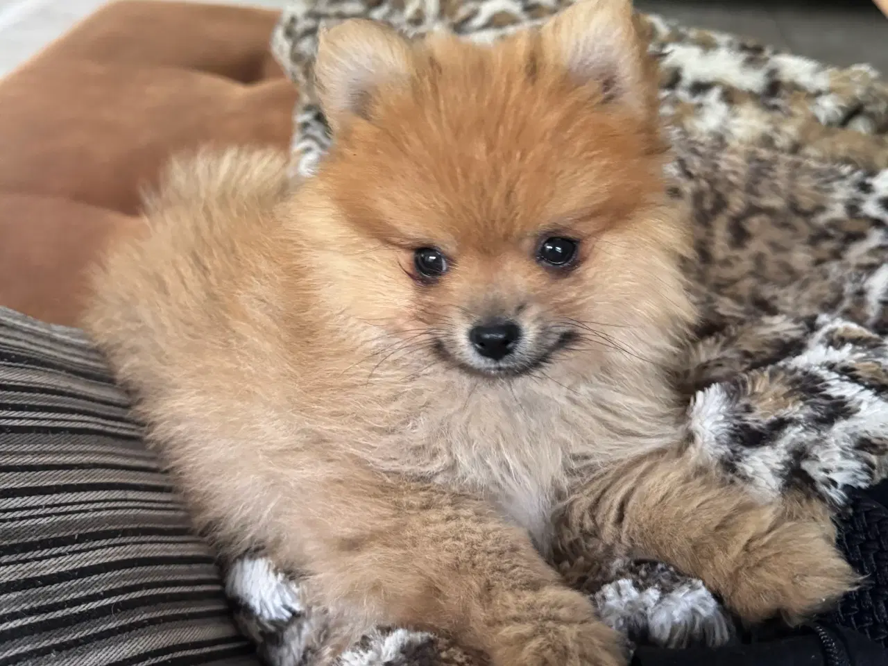 Billede 2 - Pomeranian hvalp
