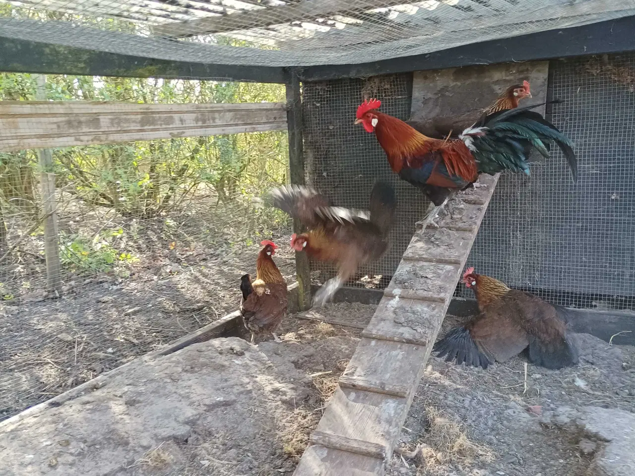 Billede 7 - Danske landhøns i stor 