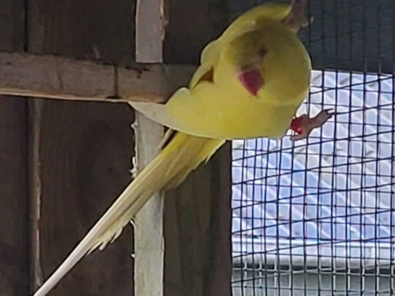Billede 5 - Parakit hun