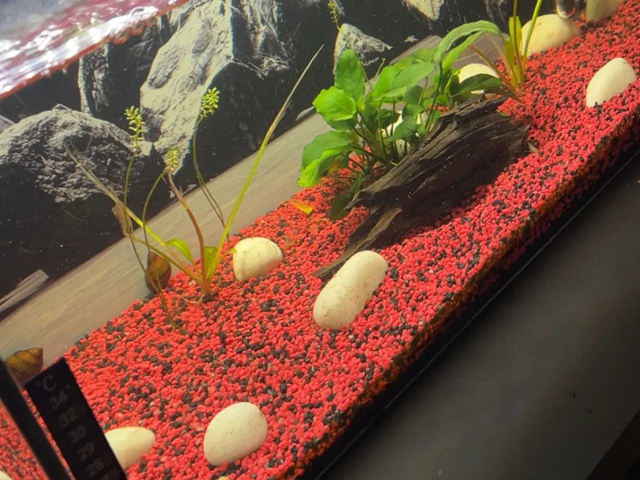 Billede 2 - 50L akvarium