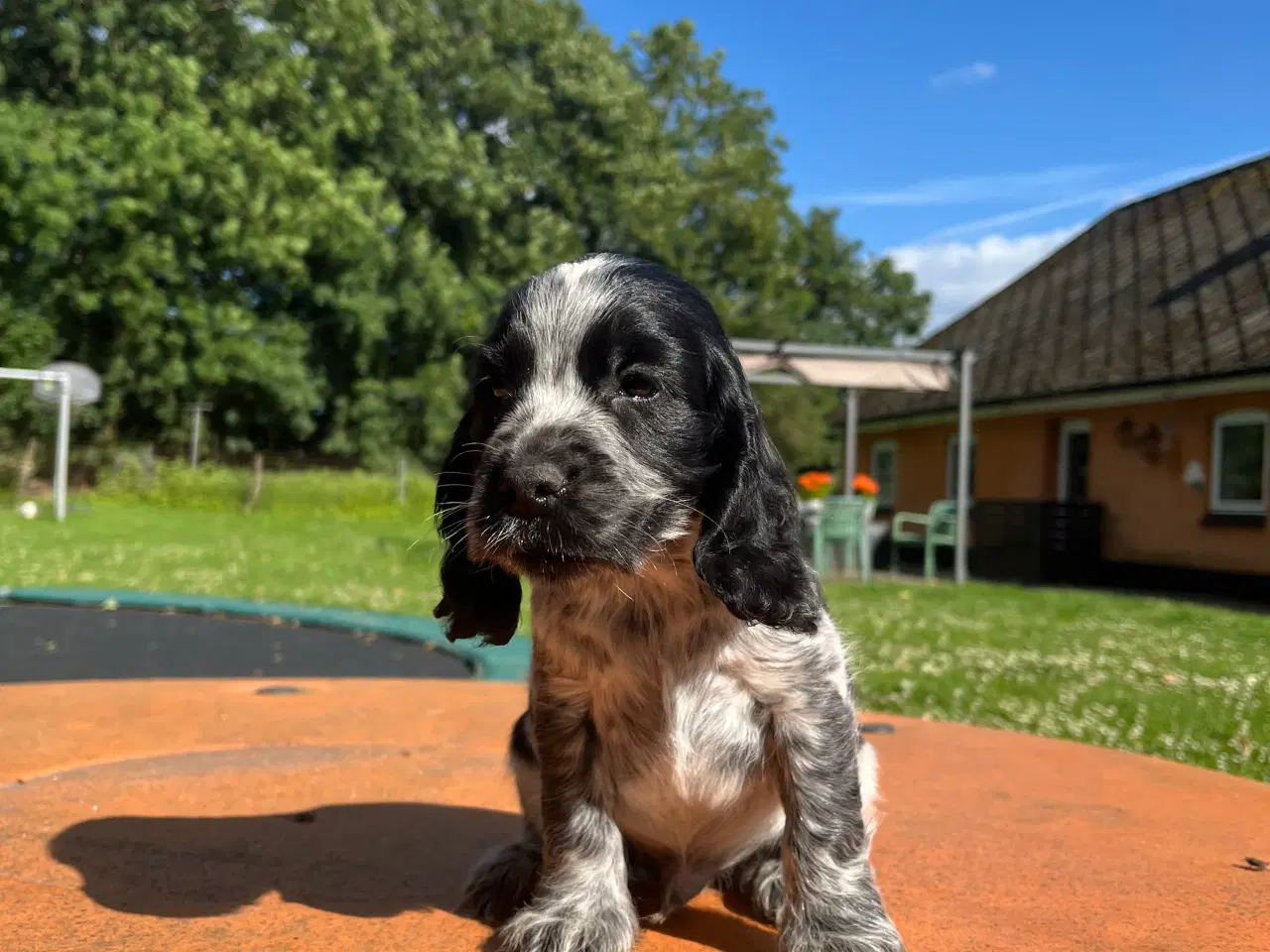 Billede 2 - Cocker spaniel 